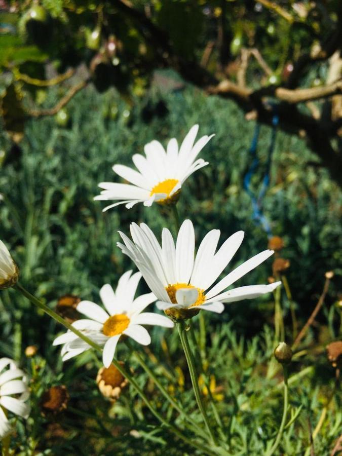 Green Cottage Guest house Nuwara Eliya