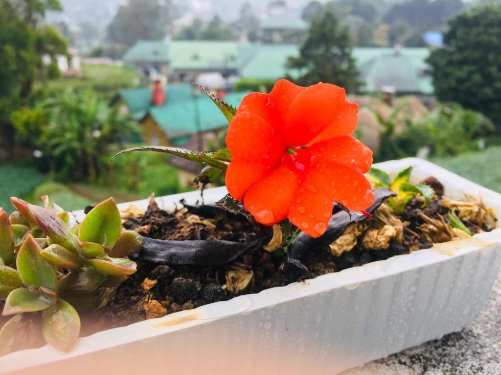 Green Cottage Guest house *