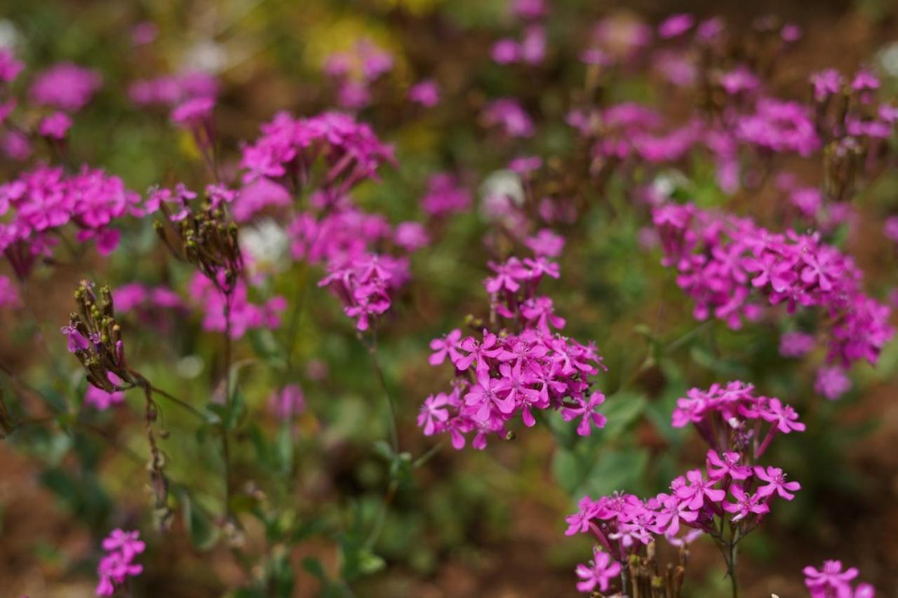 The Edgware Nuwara Eliya