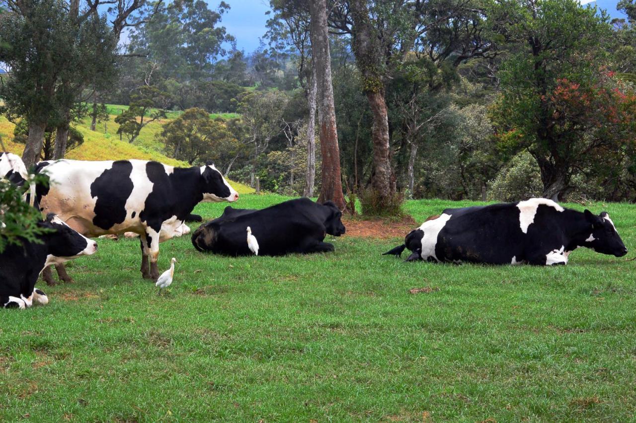 Hotel Windshire Nuwara Eliya