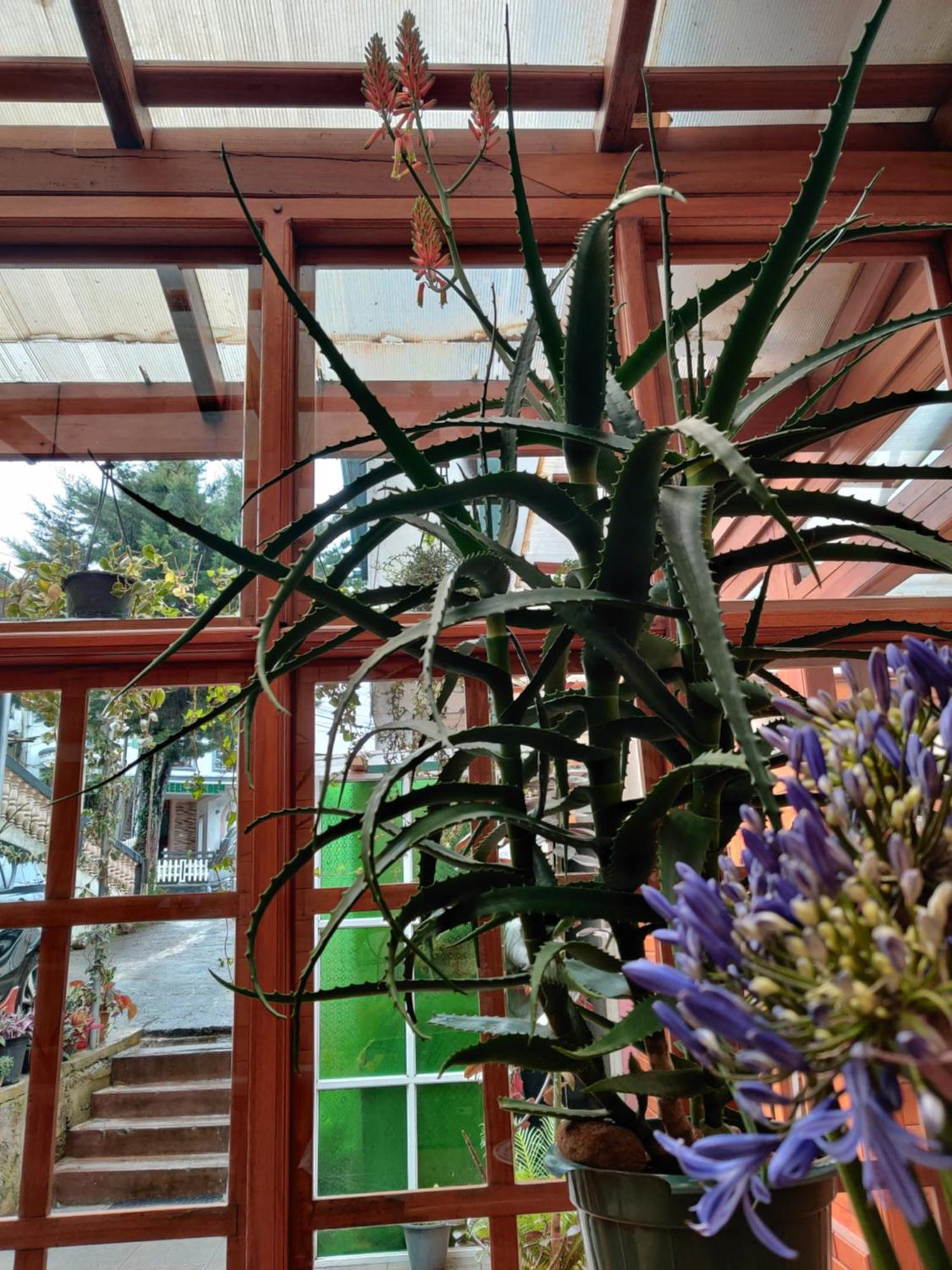 Guest house Carnation Rest 4*