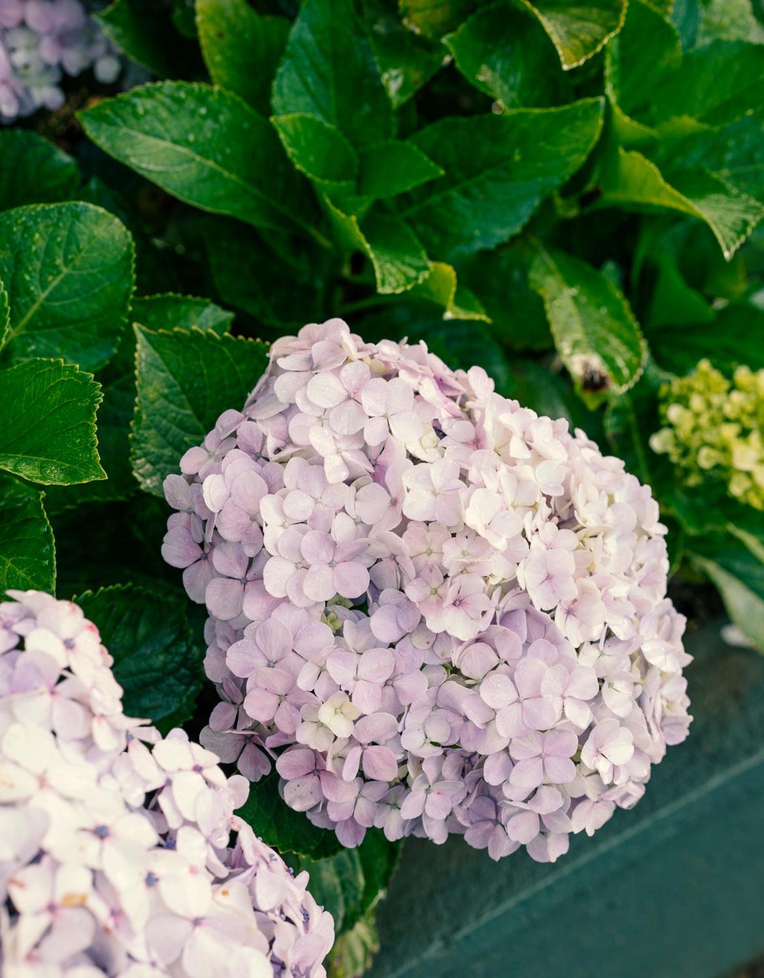 Cloud Nine Retreat Inn Nuwara Eliya