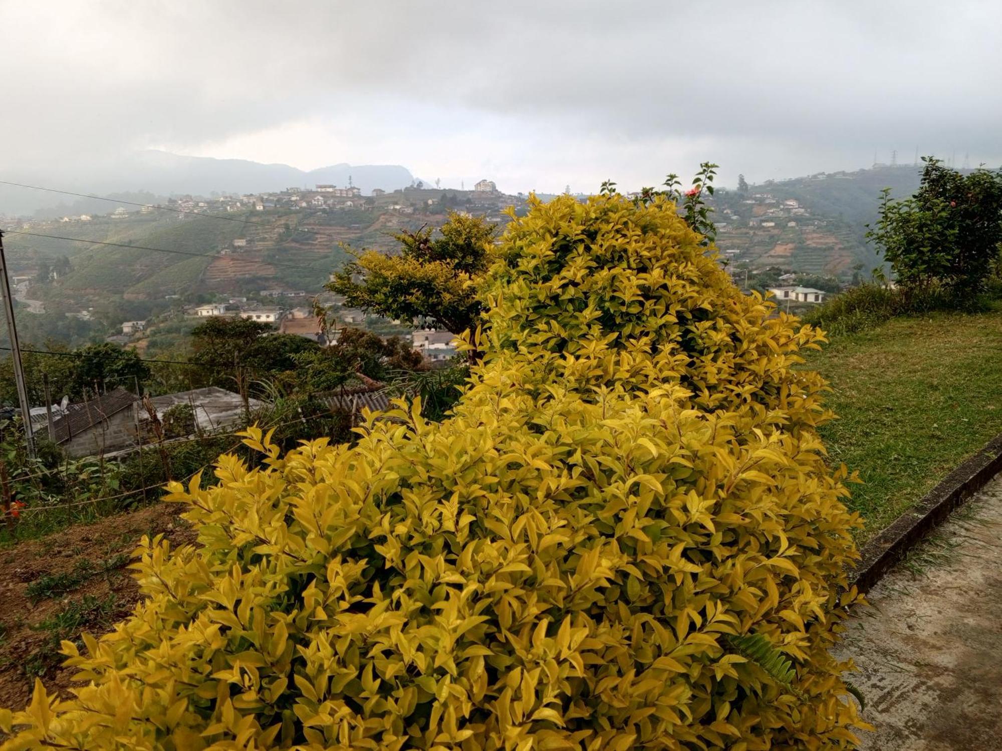 Mount View