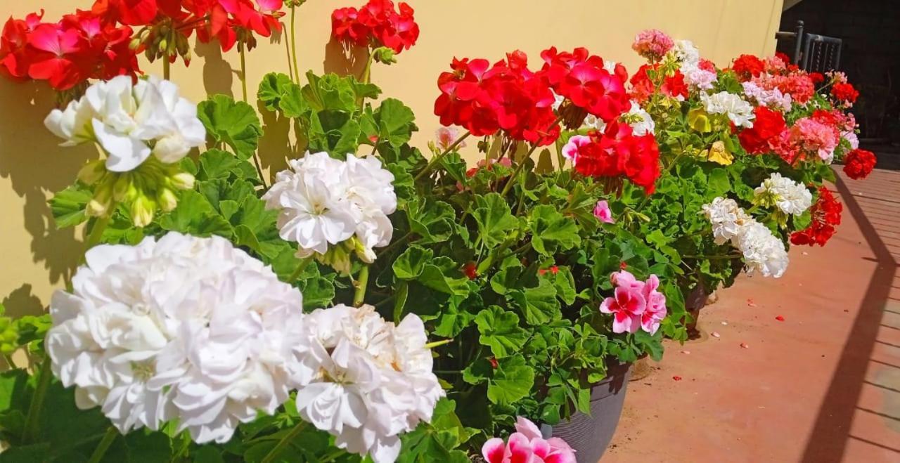 Guest house Shevyhaws