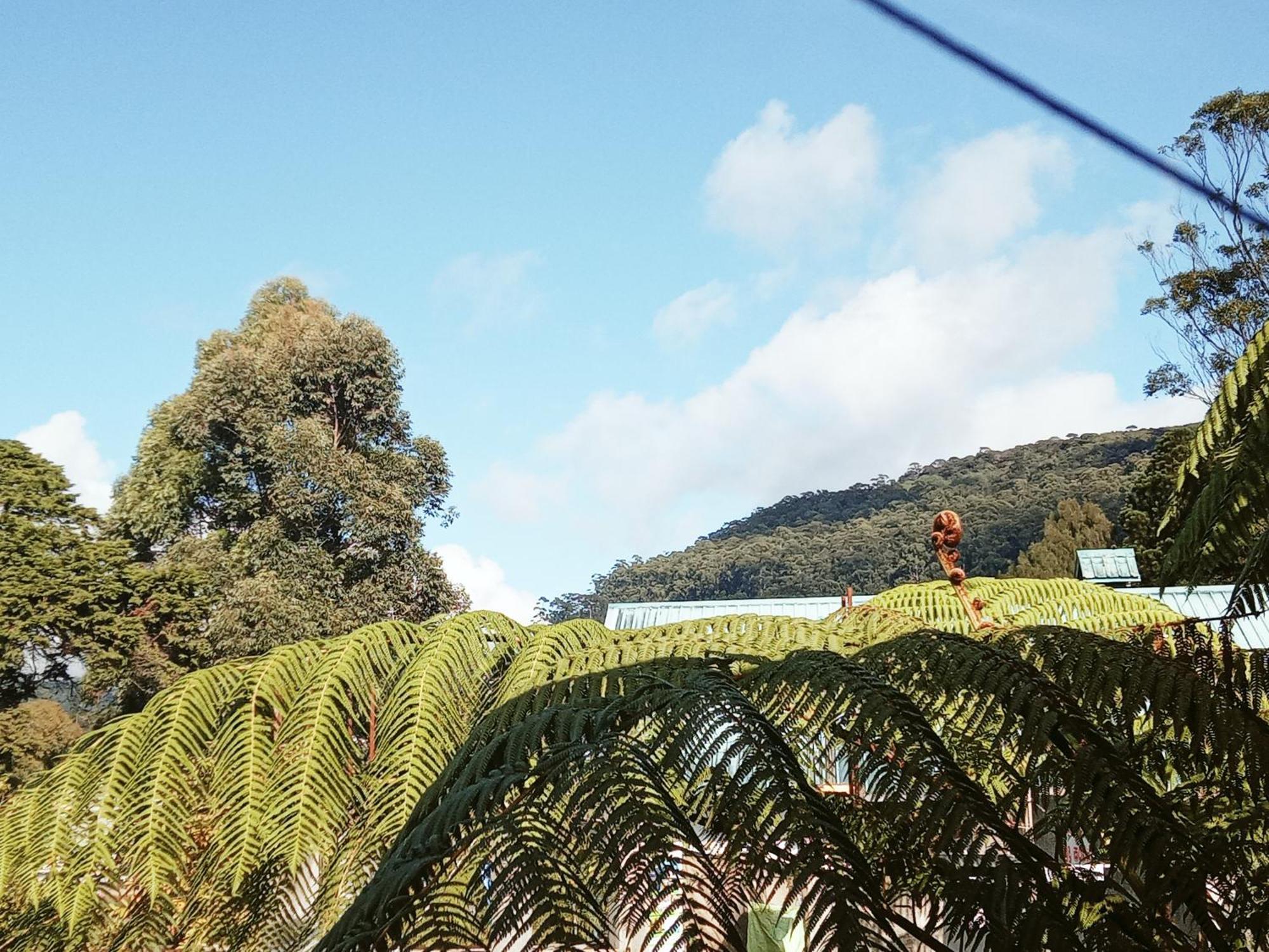 20/20 Wood Nuwara Eliya