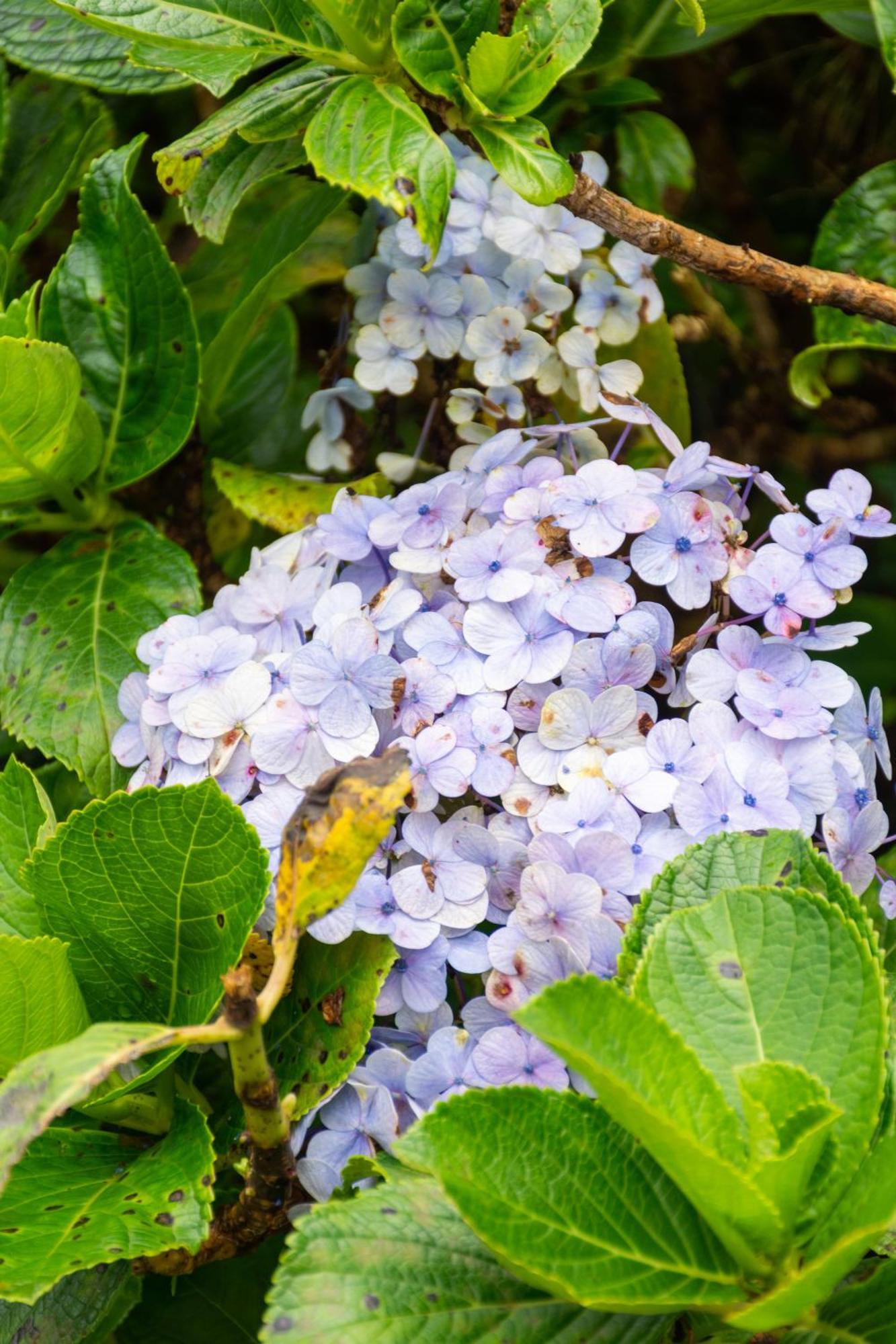 Tranquil Garden Bed & Breakfast 3*