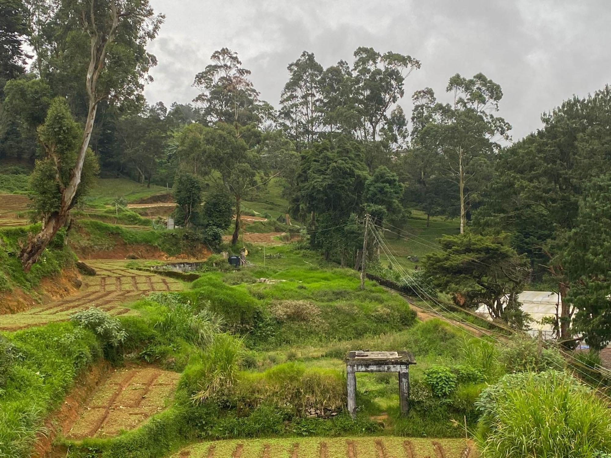 S And D * Nuwara Eliya