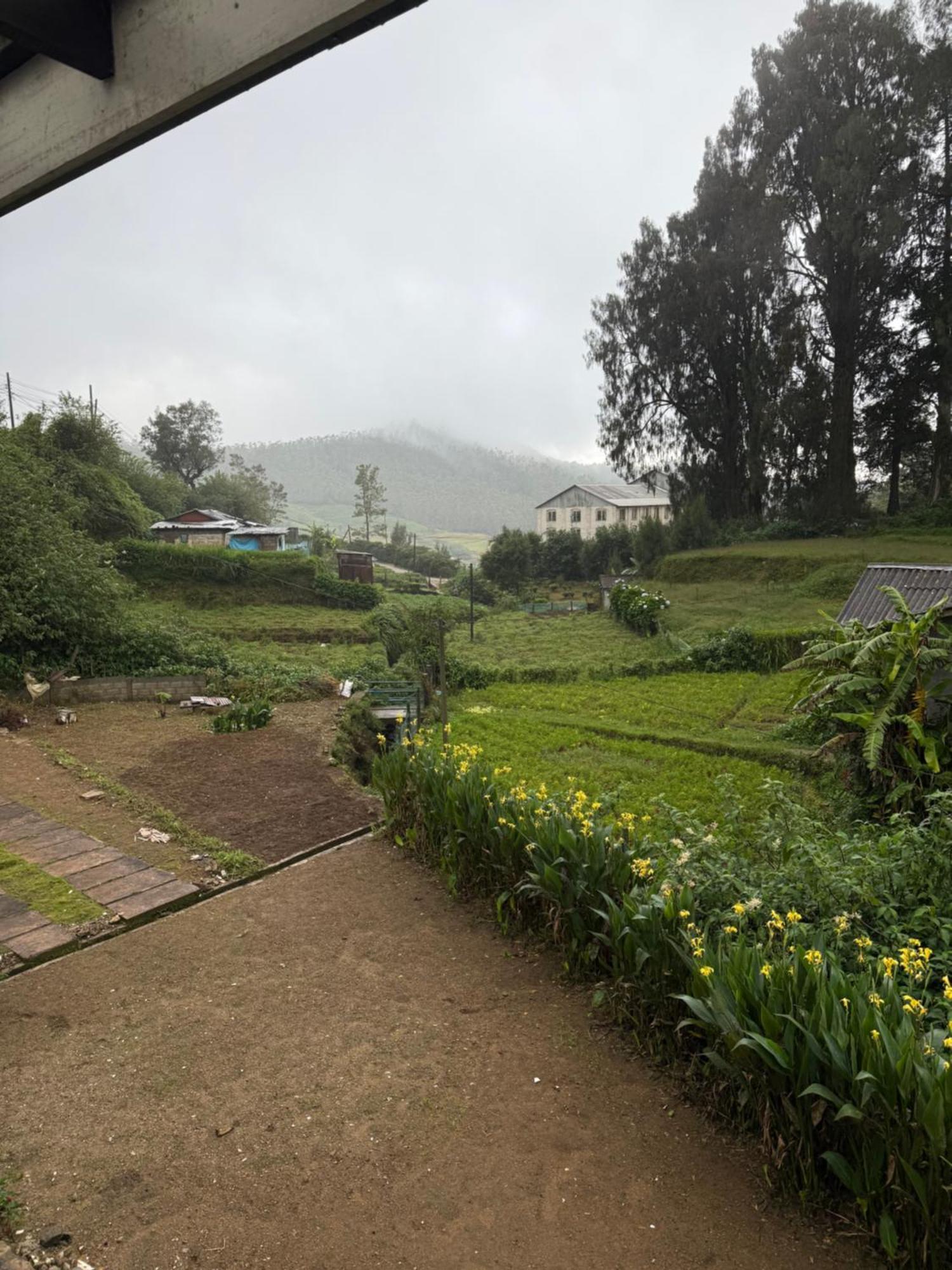 Lavender * Nuwara Eliya