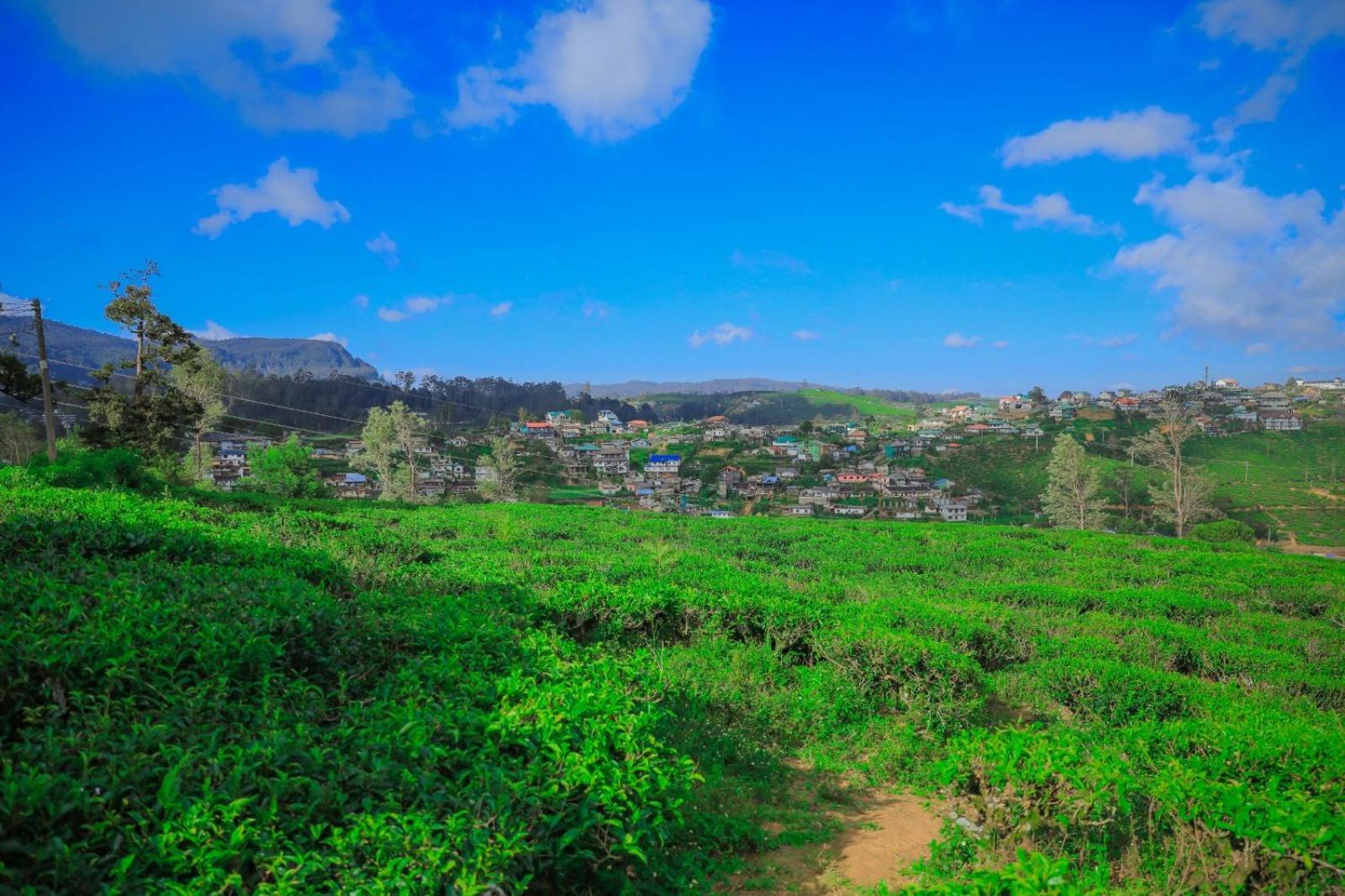Hotel Single Tree Nuwara Eliya