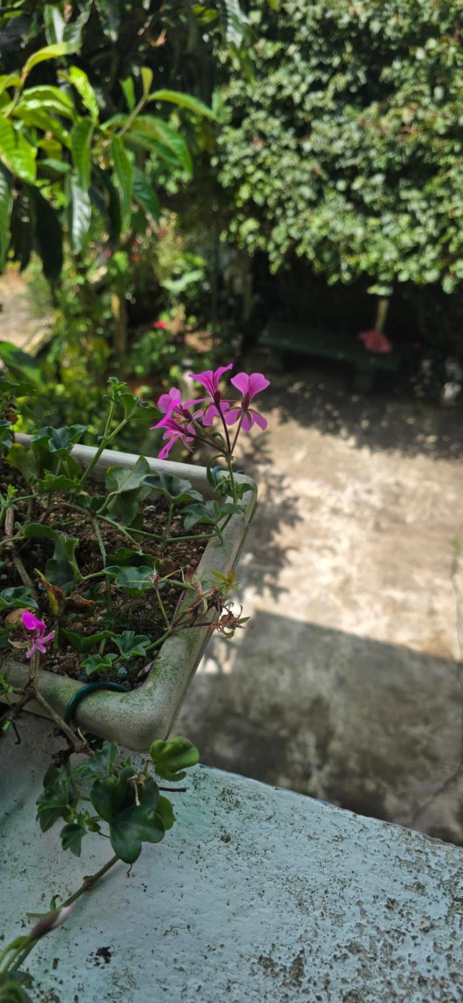 Mapelle House Guest house Nuwara Eliya