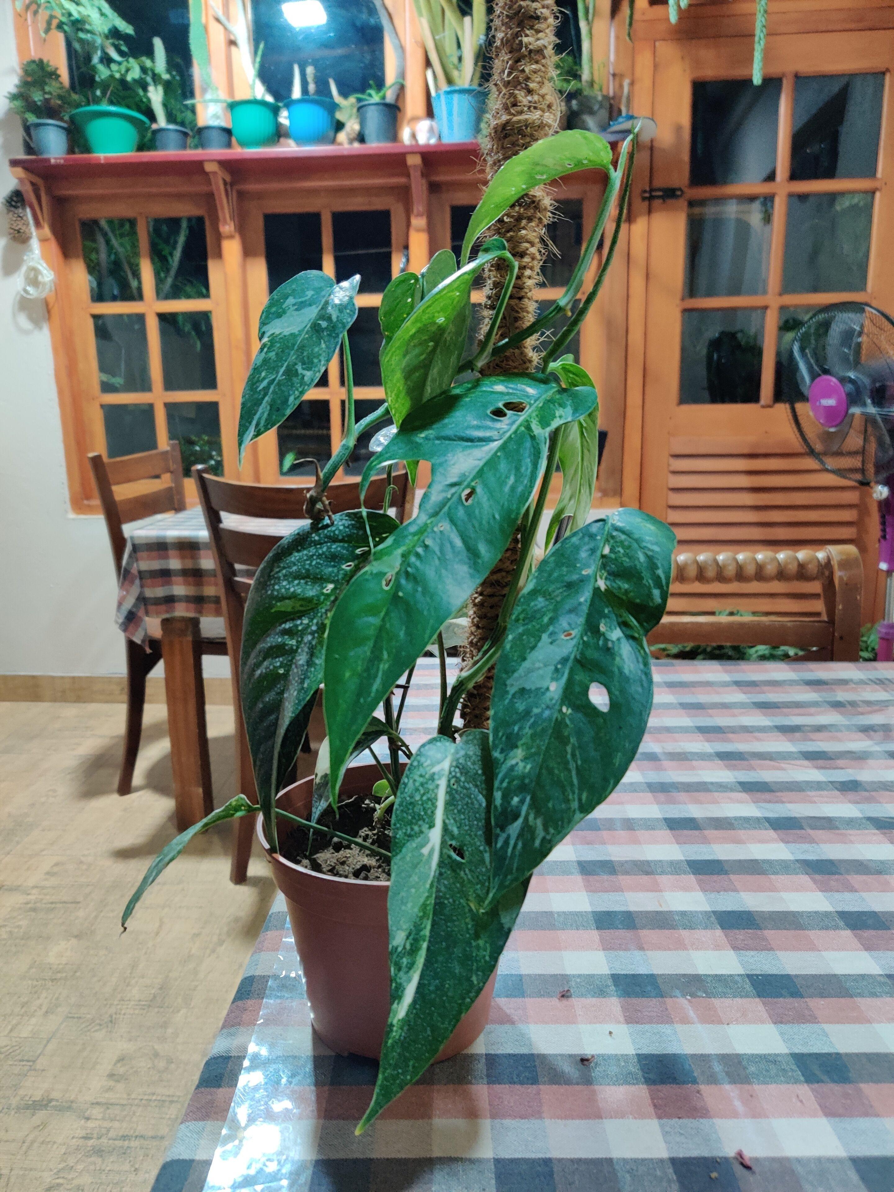 Guest house Carnation Rest 4*