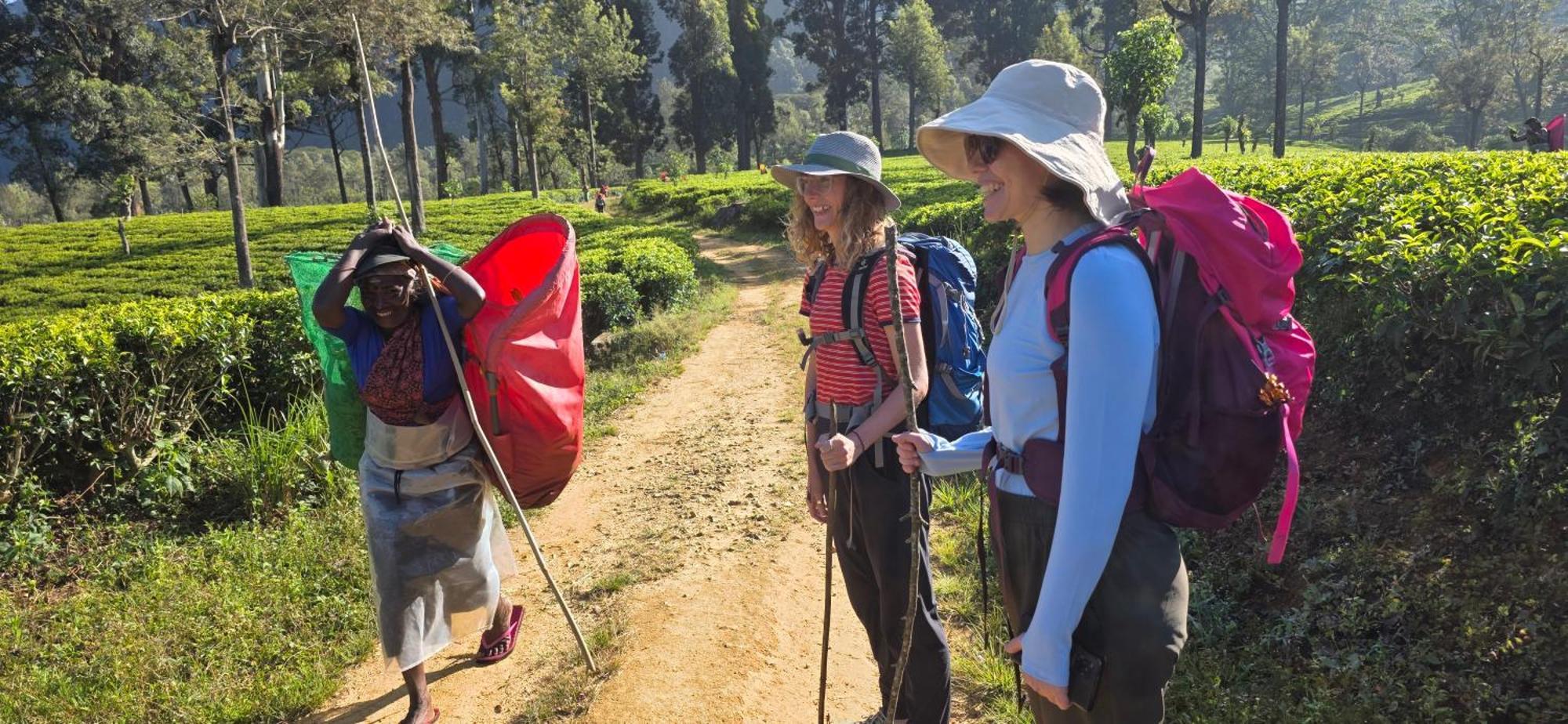 Kithul * Nuwara Eliya