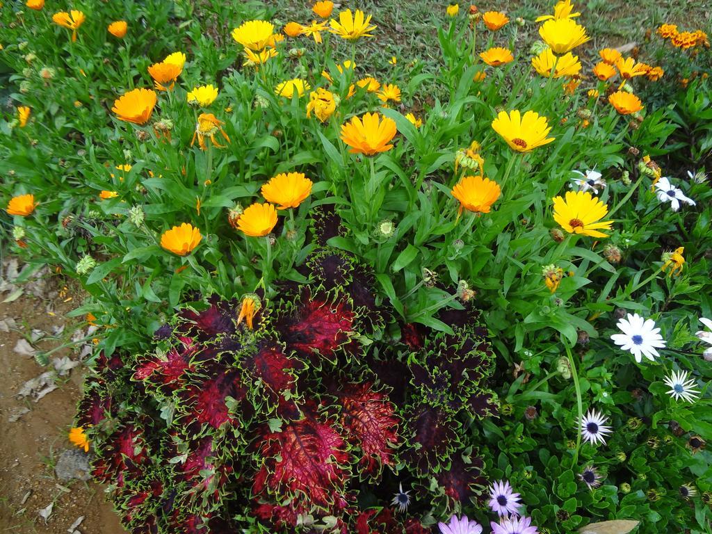 Sky Breeze Nuwara Eliya, Sri Lanka Hotel *