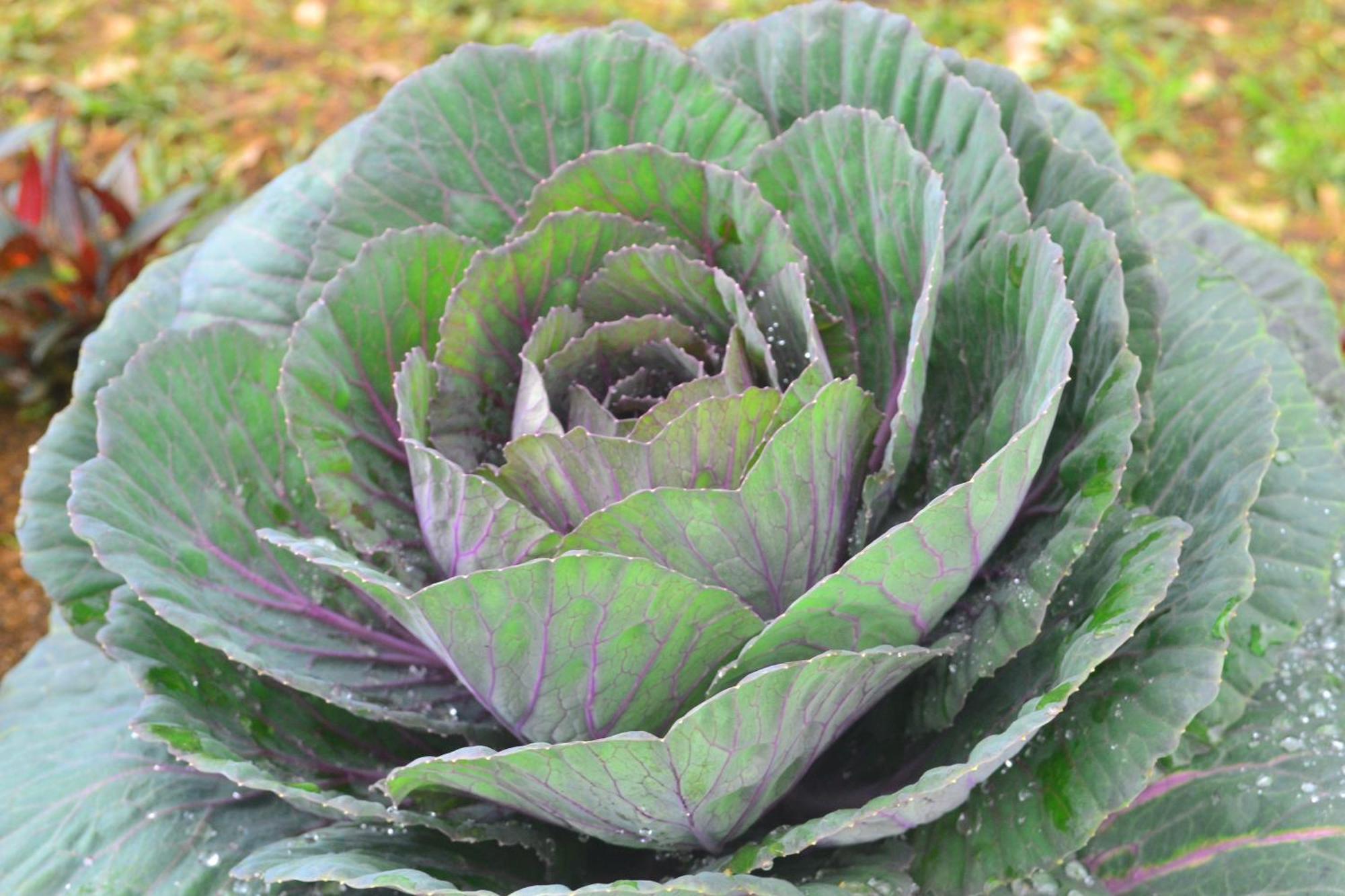 Sky Breeze Nuwara Eliya, Sri Lanka Hotel