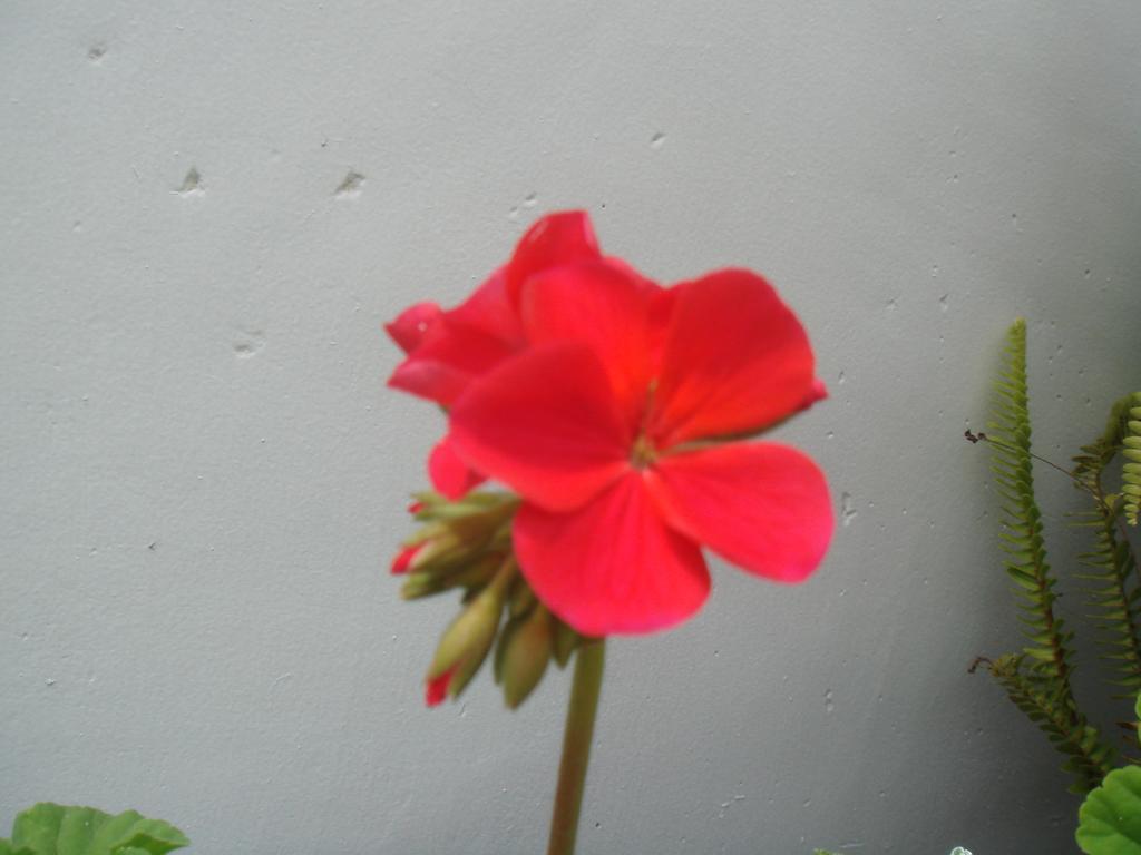 Midky 3* Nuwara Eliya