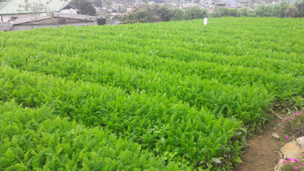 Silver Meir 2* Nuwara Eliya