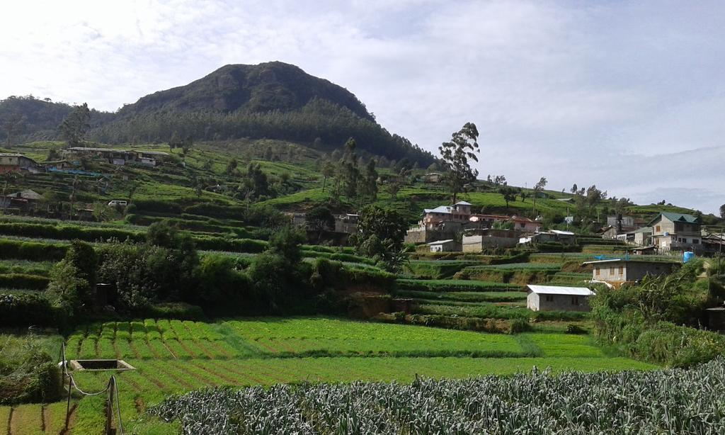Homestay Avon Field