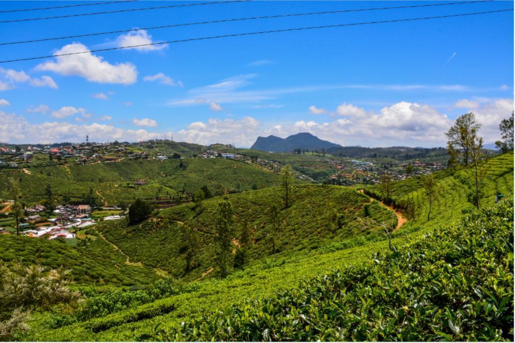 Tealeaf