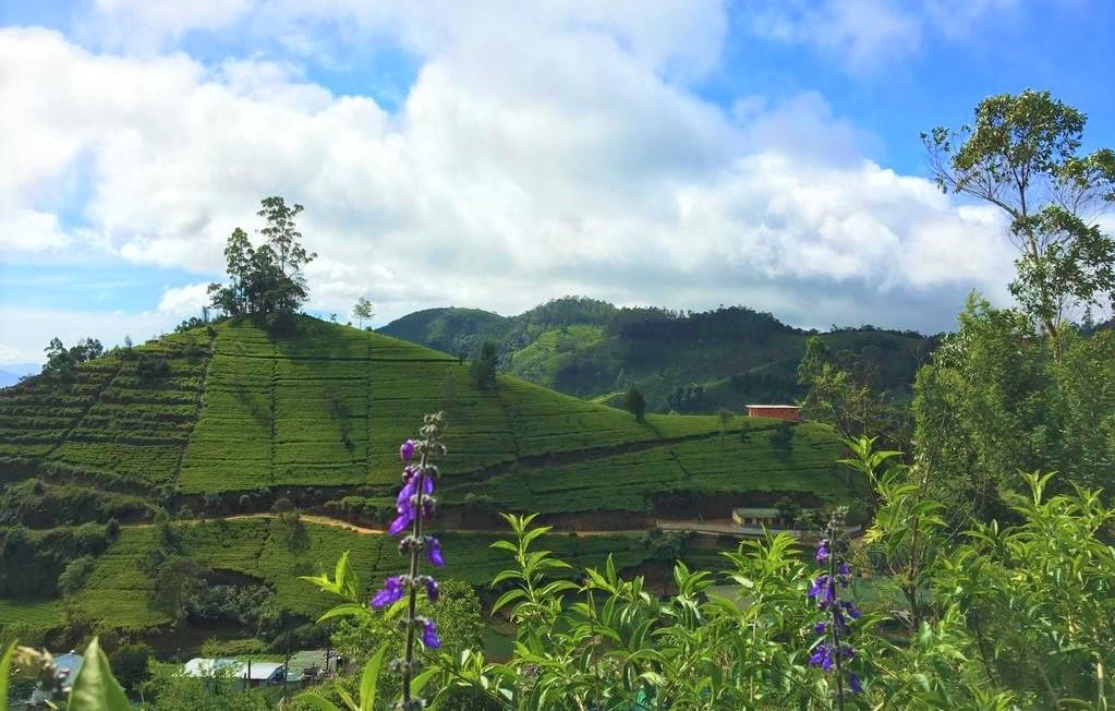 Winter Dream * Nuwara Eliya