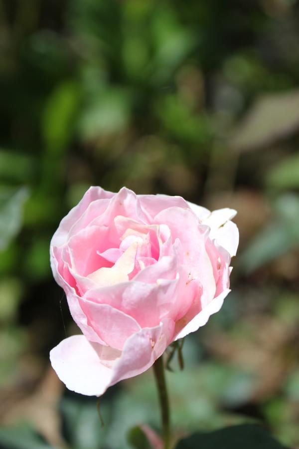 Guest house Lady Horton 2*