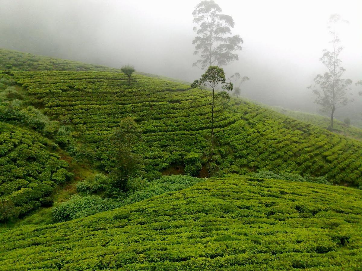 Kirula 3* Nuwara Eliya