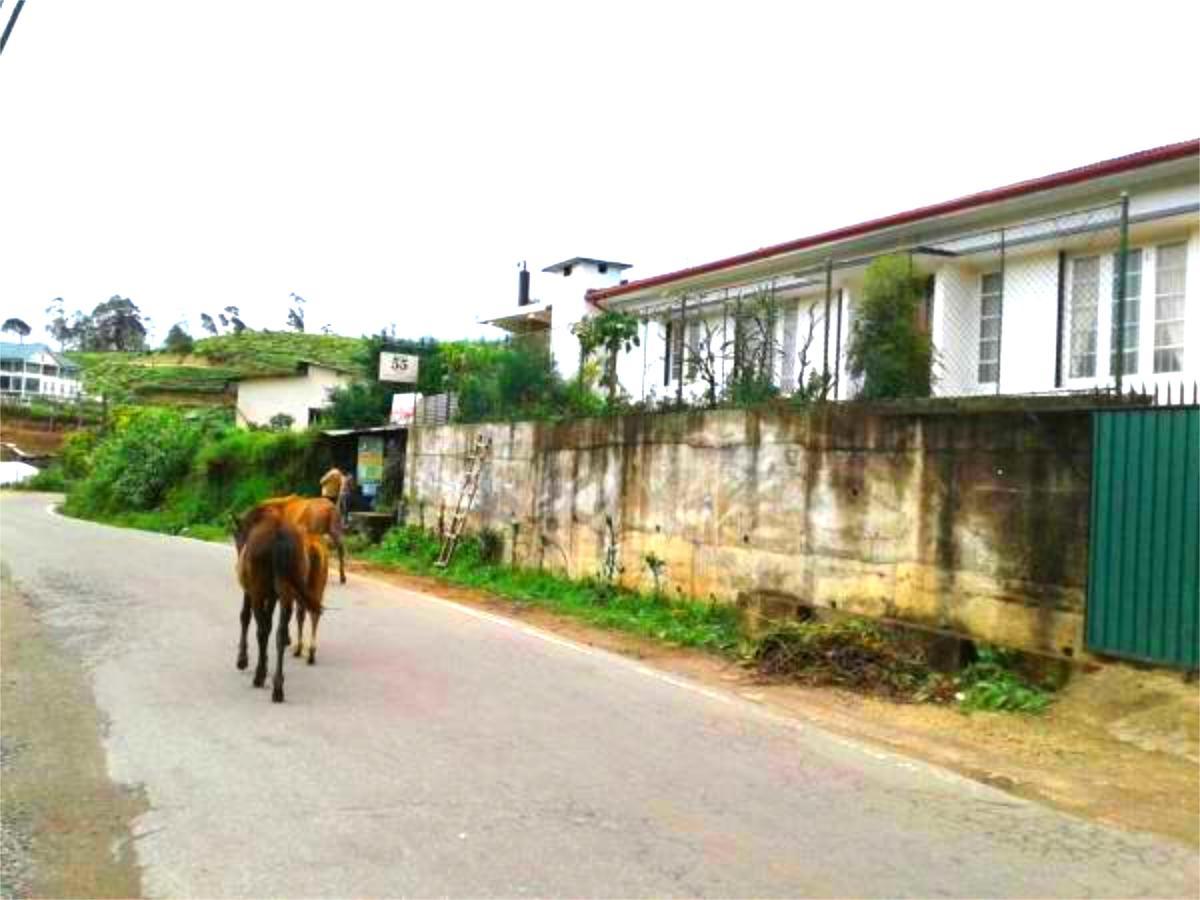 Homestay Blackpool 55 Nuwara Eliya