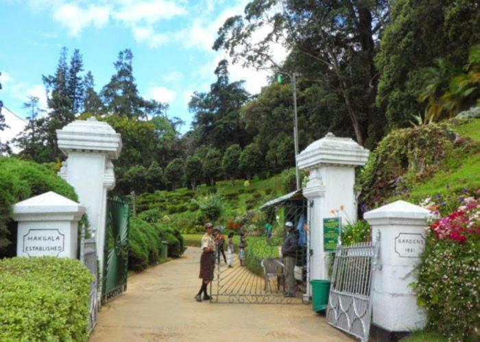 Shinic Nuwara Eliya