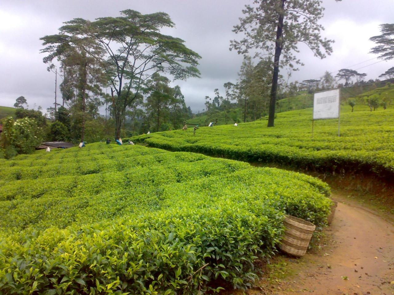 Shinic Nuwara Eliya