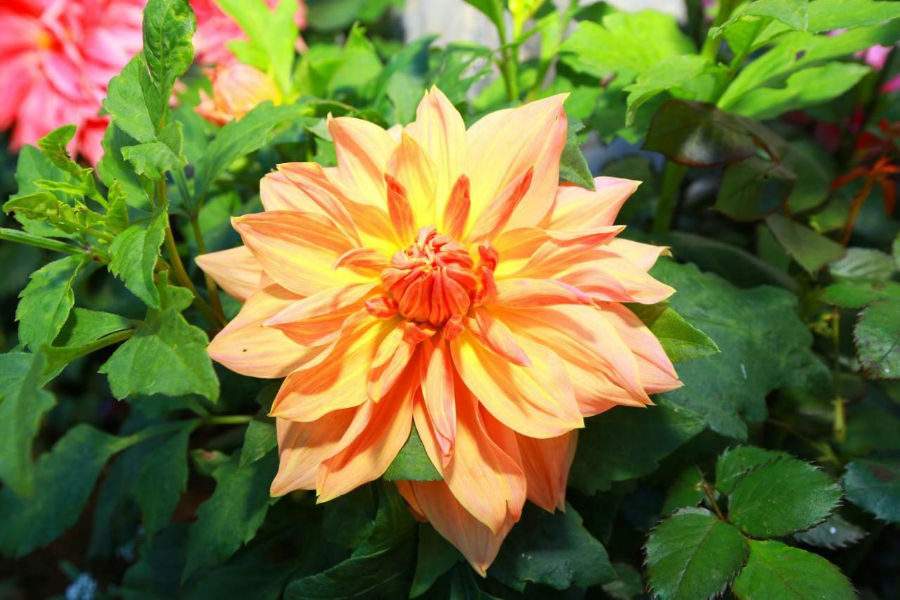 Dahlia Mount View Hotel 3*
