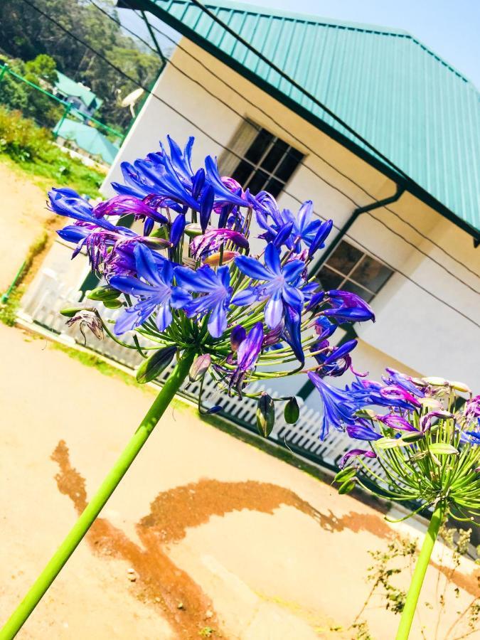Hydrangea * Nuwara Eliya