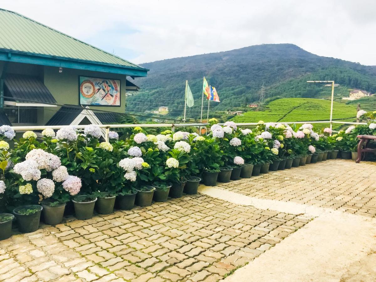 Hydrangea * Nuwara Eliya