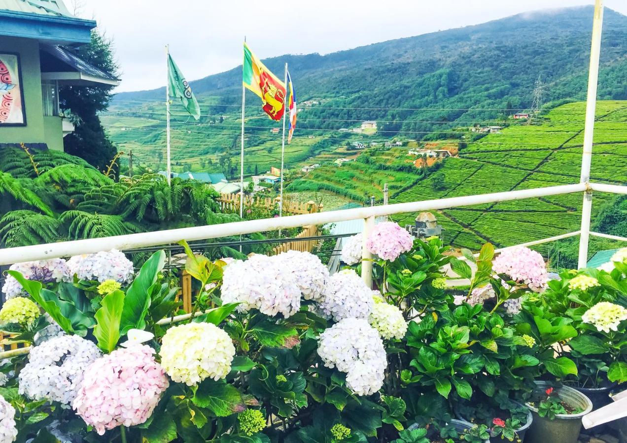 Hydrangea * Nuwara Eliya