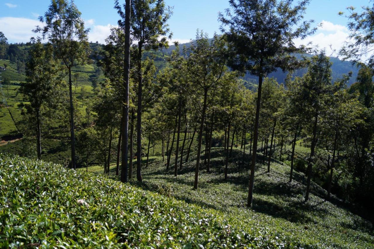 Delphin Nuwara Eliya